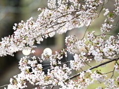 桜と御殿場線。