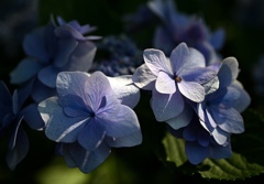 額の花に陽が射す…。