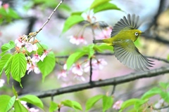 春を歓ぶ。