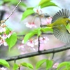 春を歓ぶ。