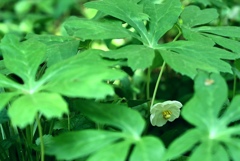 うつむきに咲く白い小さな花。