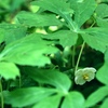 うつむきに咲く白い小さな花。