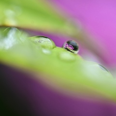 紫陽花を映し出す雫。