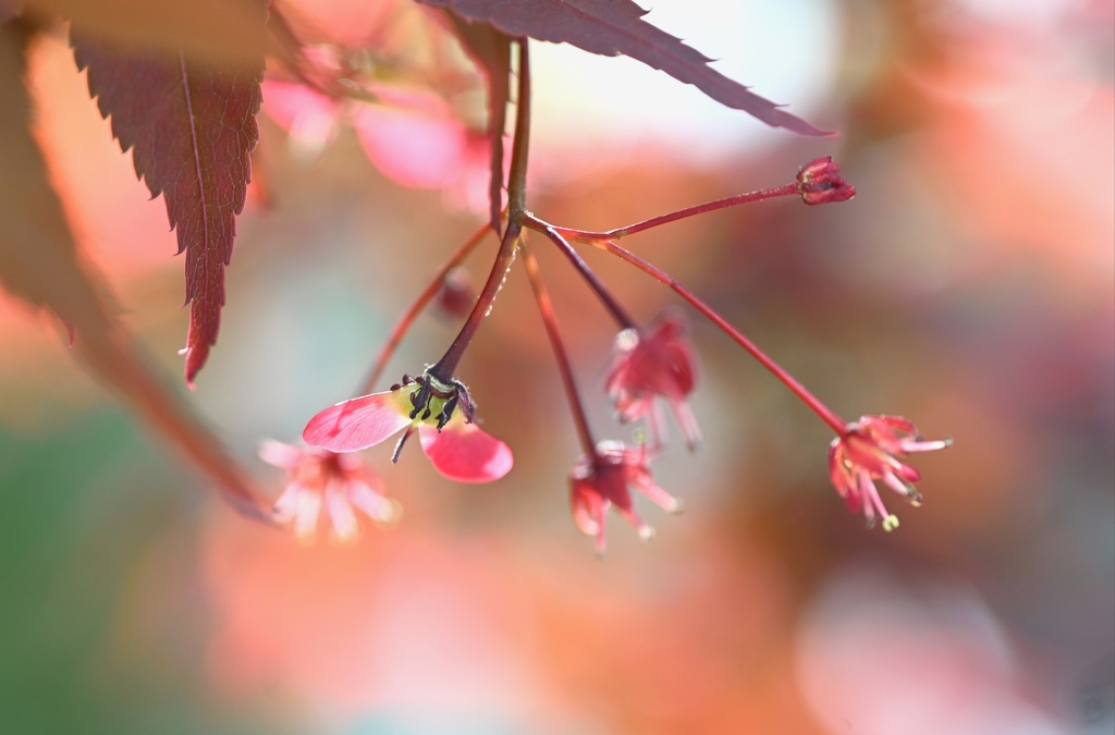 赤葉モミジの花と種子。