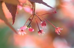 赤葉モミジの花と種子。