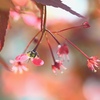 赤葉モミジの花と種子。