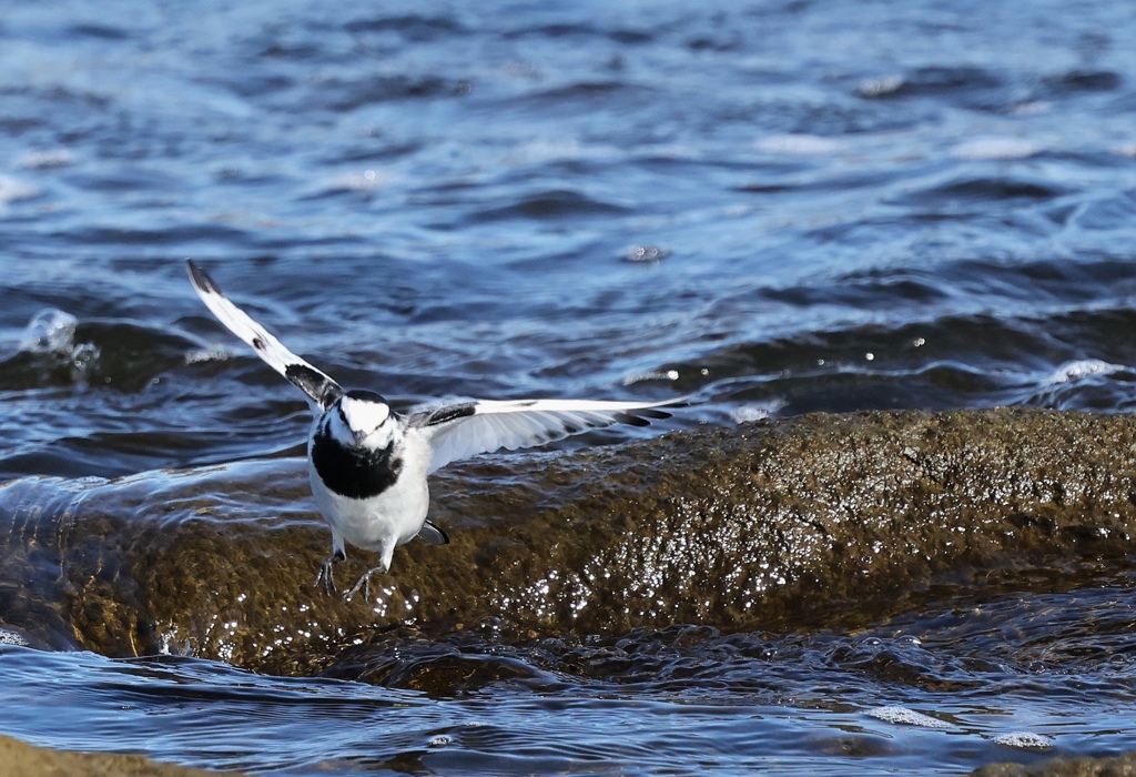 ハクセキレイ。