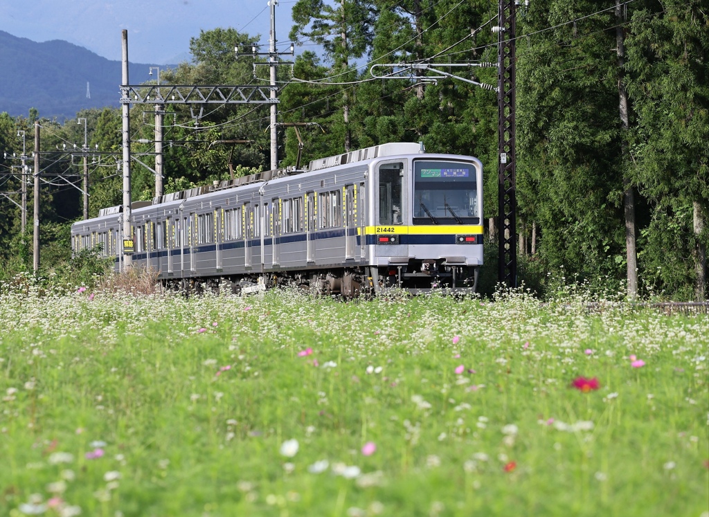 お花畑の東武20000系電車。