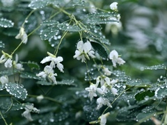 雨にゆれる白萩。