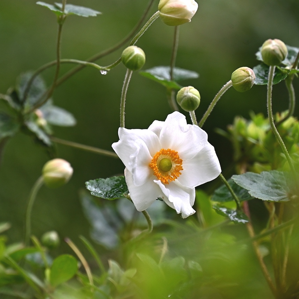 秋明菊。