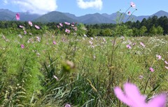 コスモスと八ヶ岳連山。