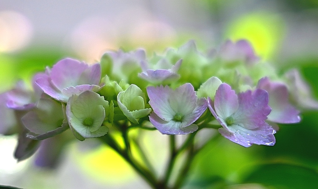 朝日に照らされる紫陽花。