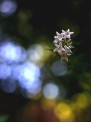 星団「すばる」のような……浮かび上がる卯の花。