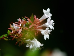 夏は来ぬ〜♫……卯の花。