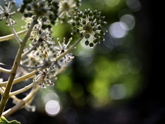 冬の花　ヤツデ➁。