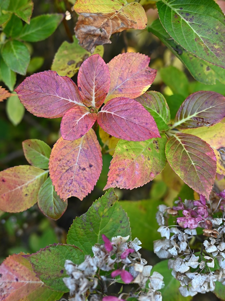 紫陽花の紅葉。