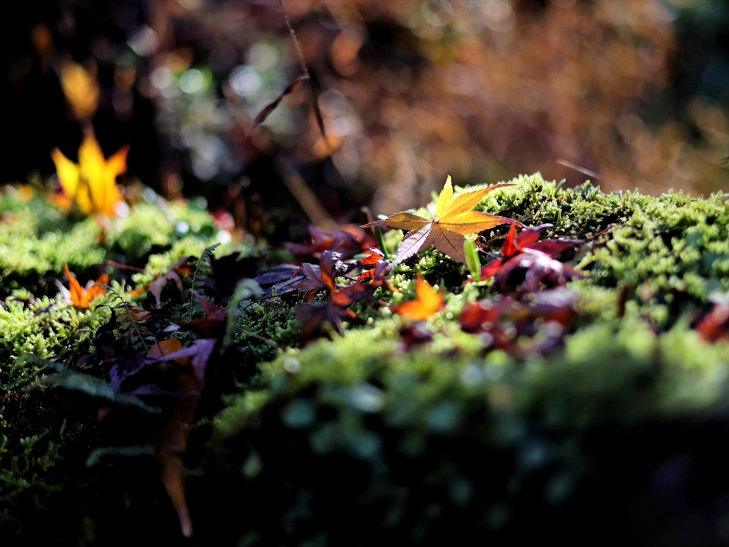 落葉と苔。