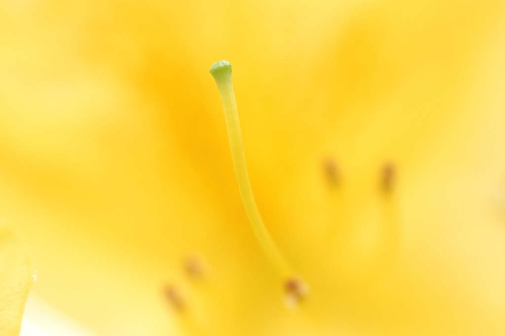 キレンゲツツジ。