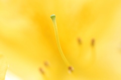 キレンゲツツジ。