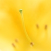 キレンゲツツジ。