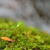 濡れる岩苔に生える若木。