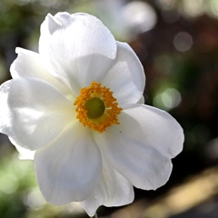 秋明菊（白）。