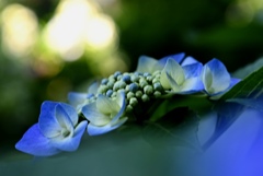 紫陽花。