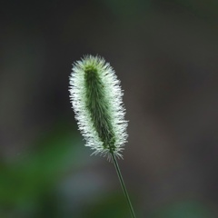 朝日に輝くエノコログサ。