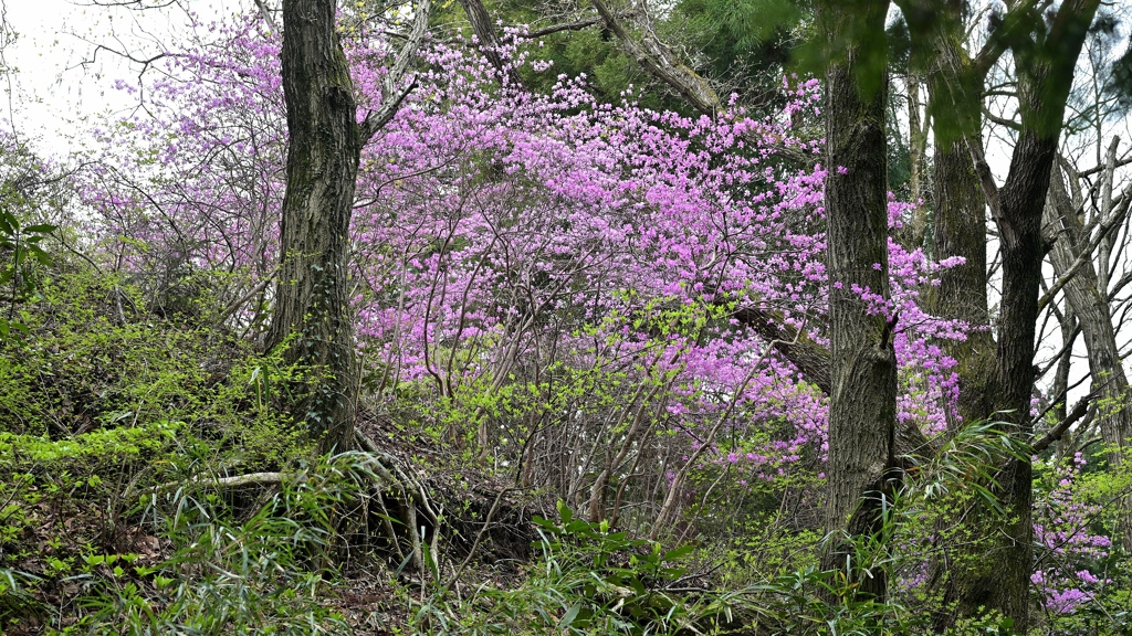 登山道のミツバツツジ。