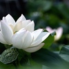 朝日を受けて…。
