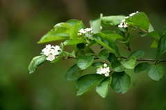 カマツカ(鎌塚)の花。