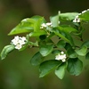 カマツカ(鎌塚)の花。