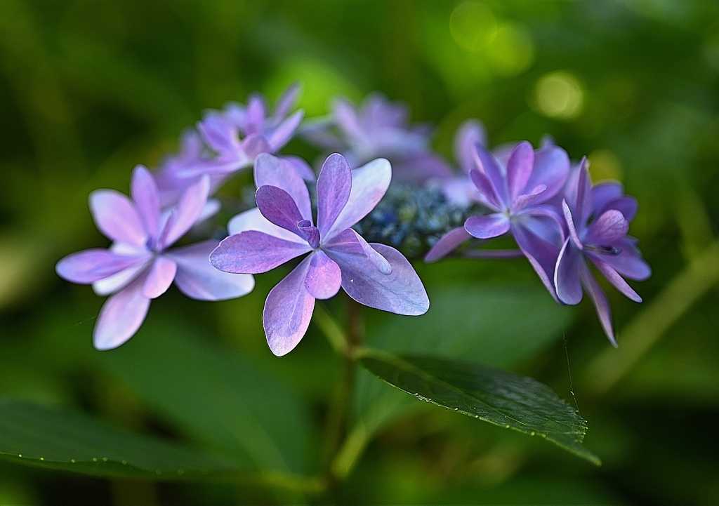 おしむ紫陽花…
