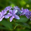 おしむ紫陽花…