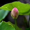蓮。