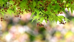 もみじの花と桜♪。