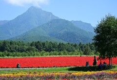 サルビアの花が咲く休日。