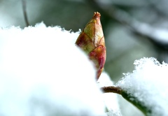 シャクナゲの蕾と凍雪。