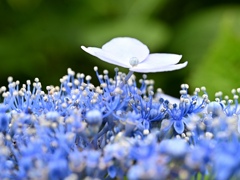 紫陽花。