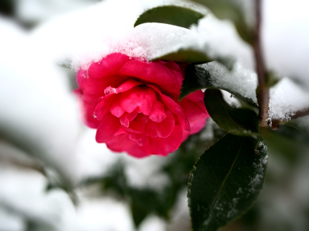雪被る寒椿。