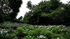 咲き揃う紫陽花。