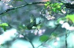 河津桜を飛ぶ。
