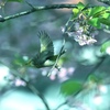 河津桜を飛ぶ。