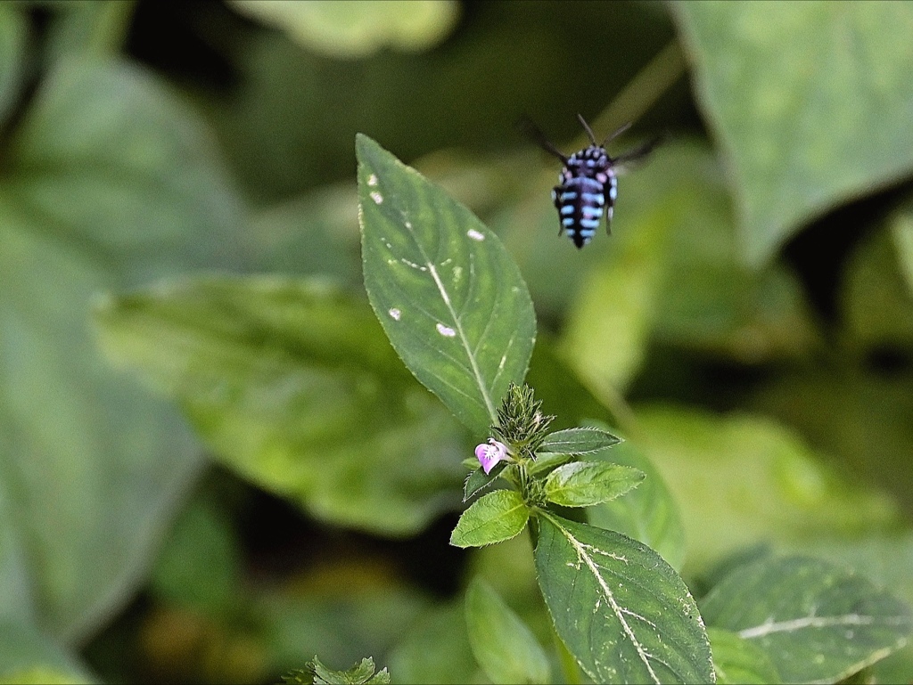 ブルービー！（幸せを呼ぶ青い蜂）。