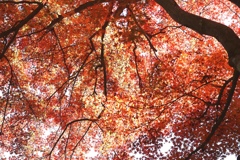 高尾薬王院山門前。