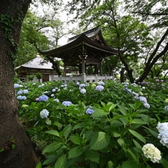 近くのアジサイ寺…。