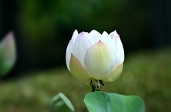 蓮。