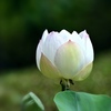 蓮。