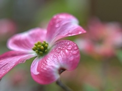 雨日の花水木。