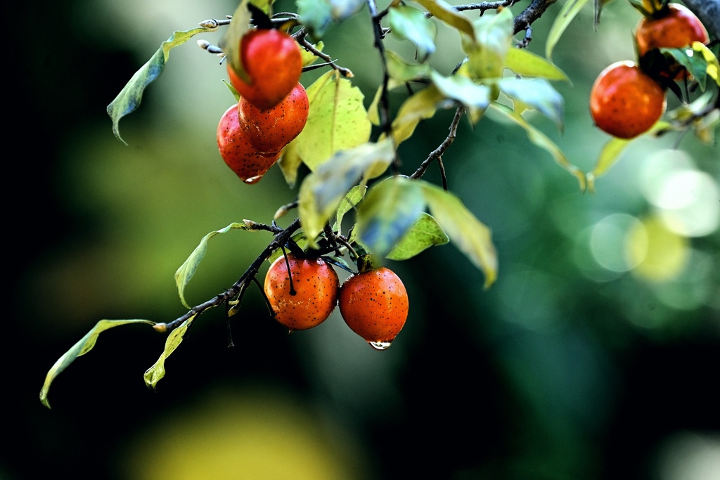 色づく柿の実。